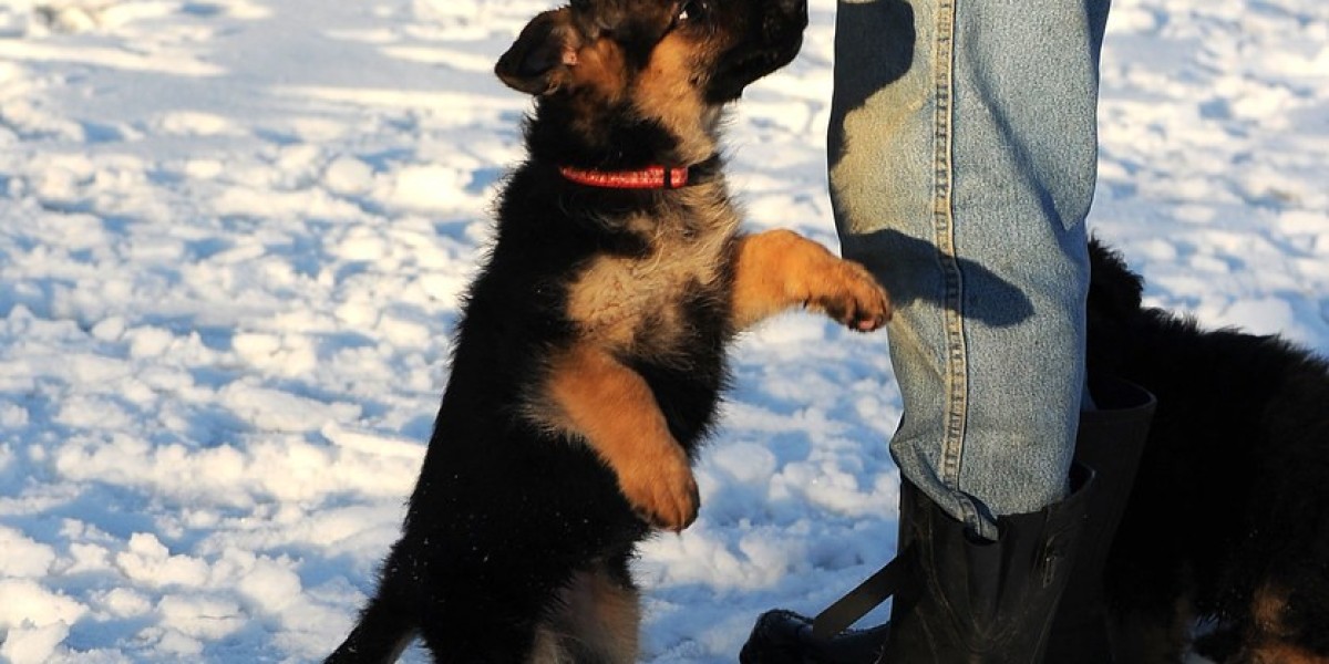 15 Reasons You Shouldn't Ignore German Shepherd Puppies For Sale In Switzerland